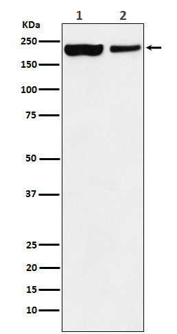 KDM5A Antibody in Western Blot (WB)