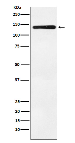 Bub1 Antibody in Western Blot (WB)