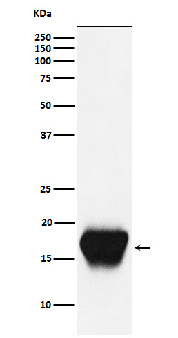 CD52 Antibody in Western Blot (WB)