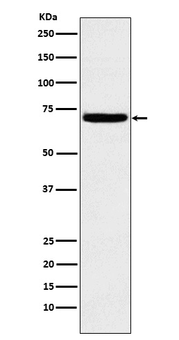 HPa1 Antibody in Western Blot (WB)