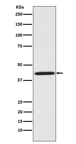 SPRY2 Antibody in Western Blot (WB)
