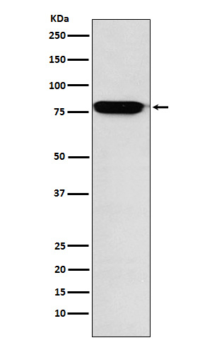 RANK Antibody in Western Blot (WB)
