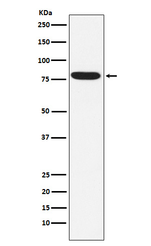 IKK epsilon Antibody in Western Blot (WB)