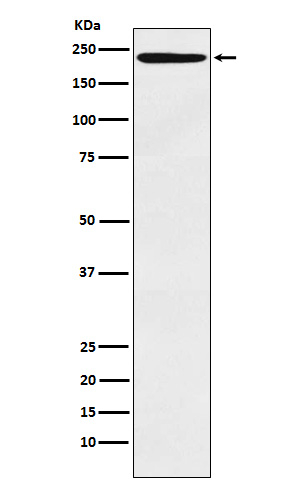 CD205 Antibody in Western Blot (WB)
