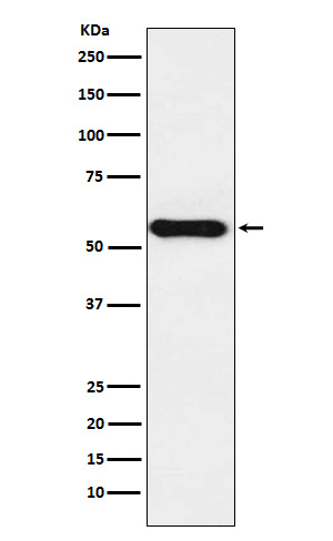 CYP1A2 Antibody in Western Blot (WB)