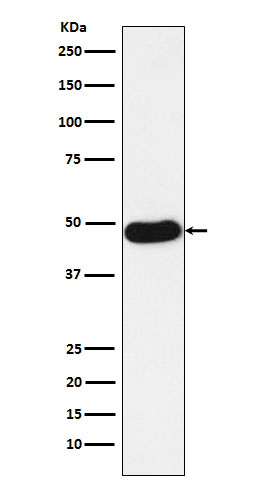 NAPSA Antibody in Western Blot (WB)