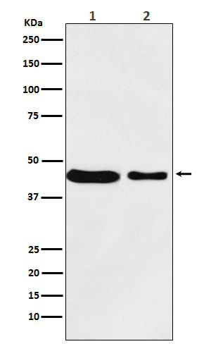 MC4R Antibody in Western Blot (WB)