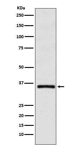 DMRT1 Antibody in Western Blot (WB)