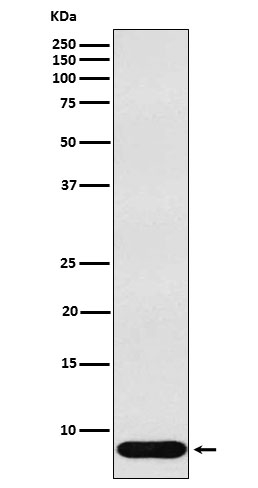 beta-Defensin 1 Antibody in Western Blot (WB)