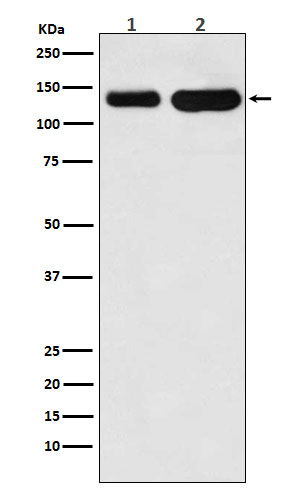 K-cadherin Antibody in Western Blot (WB)