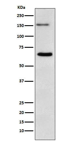 NUP153 Antibody in Western Blot (WB)