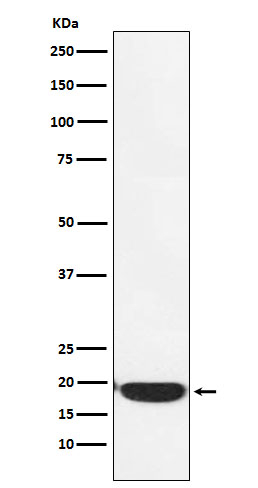 PERP Antibody in Western Blot (WB)
