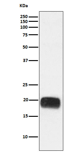 Mammaglobin A Antibody in Western Blot (WB)