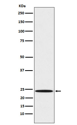 MAD2 Antibody in Western Blot (WB)