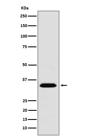 MBD3 Antibody in Western Blot (WB)