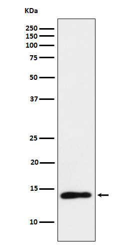 TCL1 Antibody in Western Blot (WB)