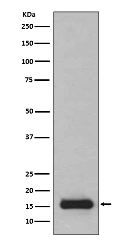 PFDN5 Antibody in Western Blot (WB)