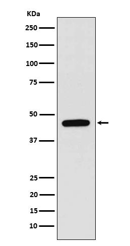 WIPI1 Antibody in Western Blot (WB)