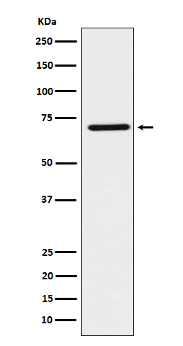TCF2 Antibody in Western Blot (WB)