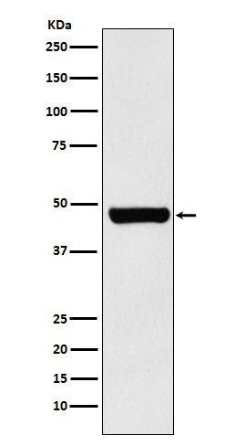 HIP Antibody in Western Blot (WB)