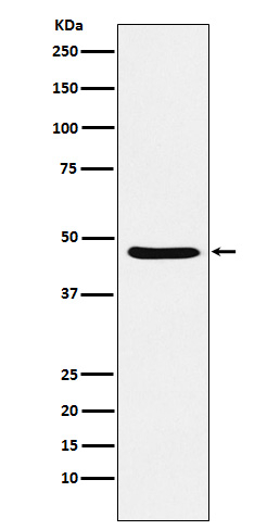 DRD3 Antibody in Western Blot (WB)