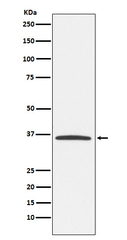 E2F6 Antibody in Western Blot (WB)
