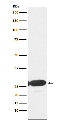 ERP29 Antibody in Western Blot (WB)