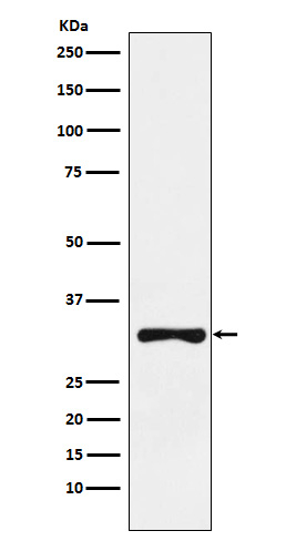 RYBP Antibody in Western Blot (WB)