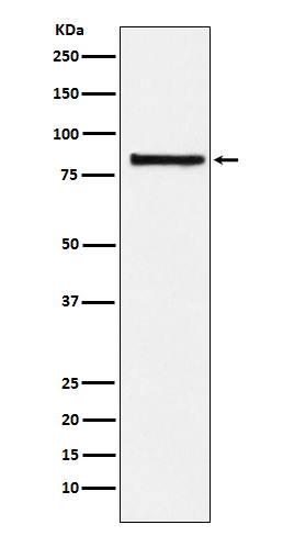 eIF2b epsilon Antibody in Western Blot (WB)