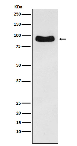 ODF2 Antibody in Western Blot (WB)