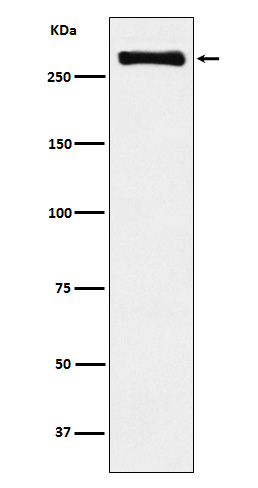USP9X Antibody in Western Blot (WB)