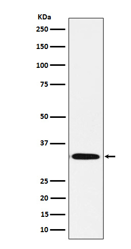 STX1B Antibody in Western Blot (WB)