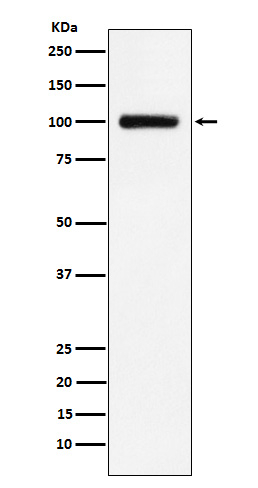 TFR2 Antibody in Western Blot (WB)