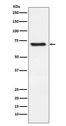 DKK3 Antibody in Western Blot (WB)
