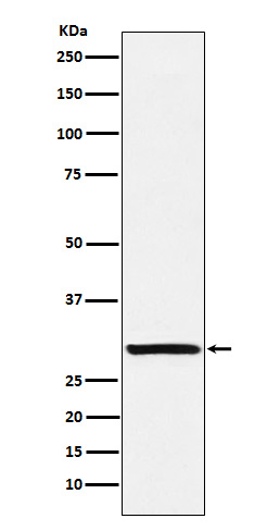 Acrosomal Vesicle Protein Antibody in Western Blot (WB)