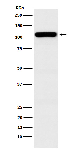 GEF-H1 Antibody in Western Blot (WB)