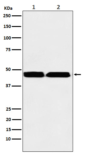 SUV39H2 Antibody in Western Blot (WB)
