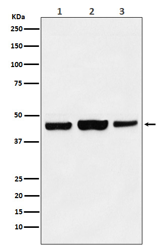 HAT1 Antibody in Western Blot (WB)