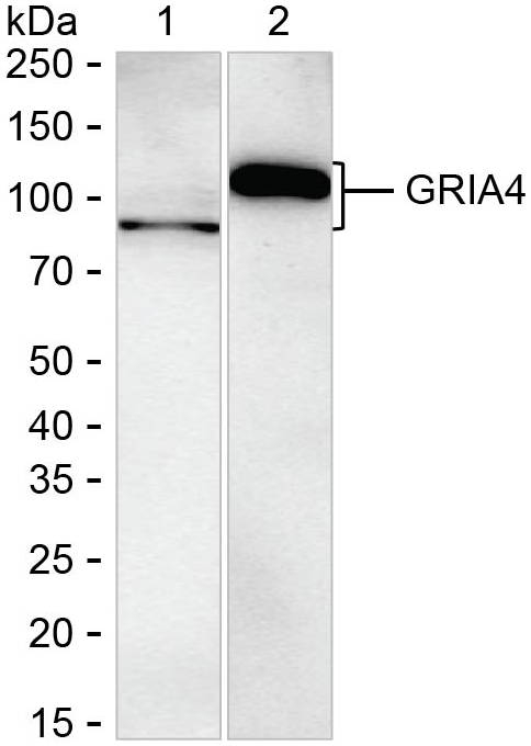 GluR4 Antibody in Western Blot (WB)
