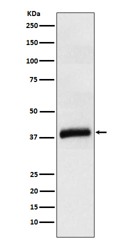 Apolipoprotein L1 Antibody in Western Blot (WB)