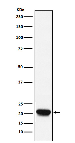 RHEB Antibody in Western Blot (WB)