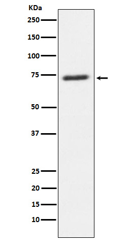 SENP1 Antibody in Western Blot (WB)