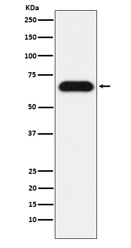 Nucleostemin Antibody in Western Blot (WB)