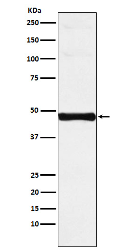 IRF9 Antibody in Western Blot (WB)