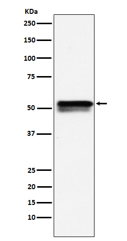 EGR2 Antibody in Western Blot (WB)