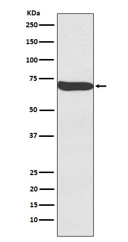 FZD9 Antibody in Western Blot (WB)