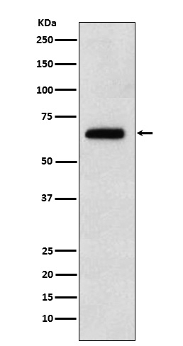 EBF1 Antibody in Western Blot (WB)