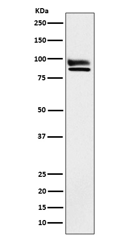 OS9 Antibody in Western Blot (WB)