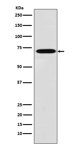 L-Plastin Antibody in Western Blot (WB)