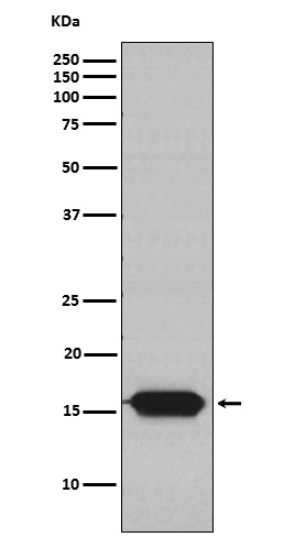 NDUFA13 Antibody in Western Blot (WB)